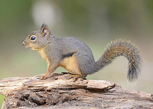 Douglas squirrel
